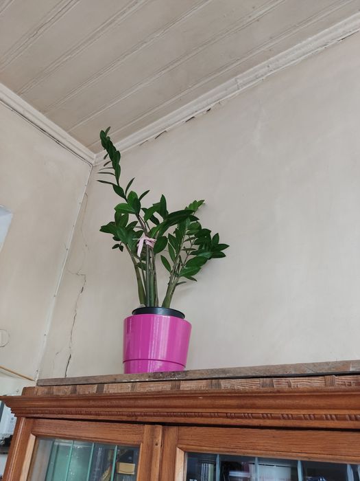 Замиокулькасы продаются