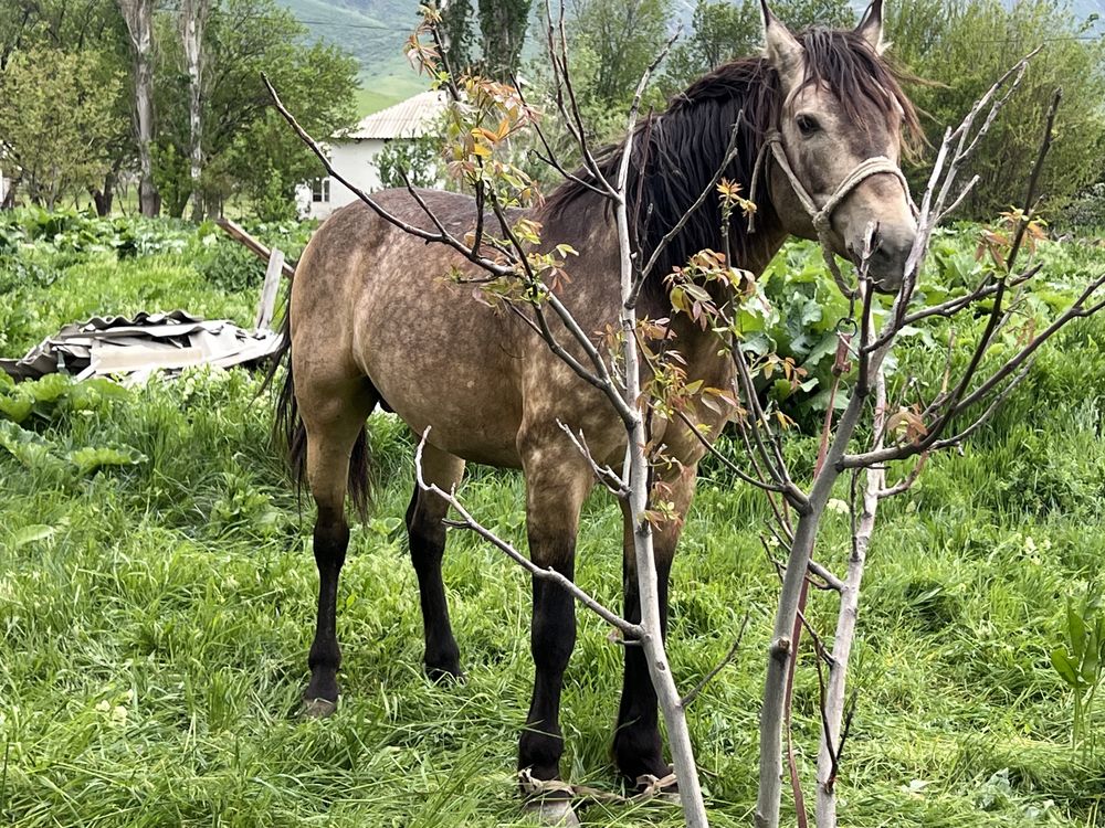 Айғыр ат, обмен бар!