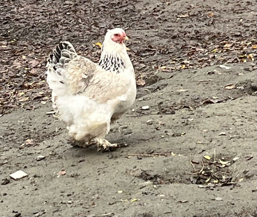 Brahma herminat deschis