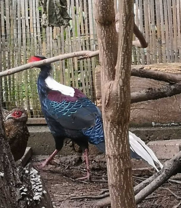 Vand fazani exotici diferite rase .