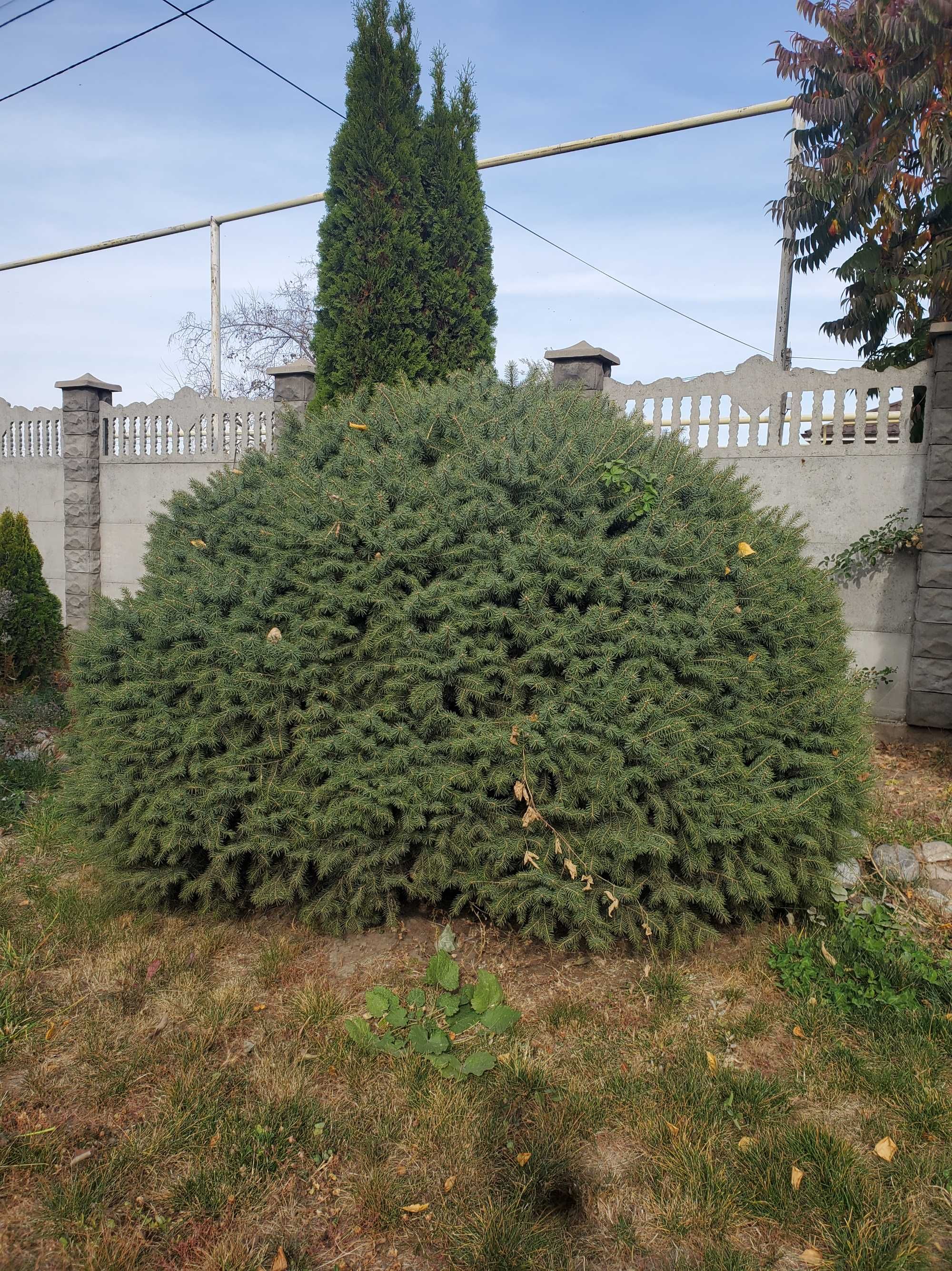 Продам таньшанскую зеленую елку