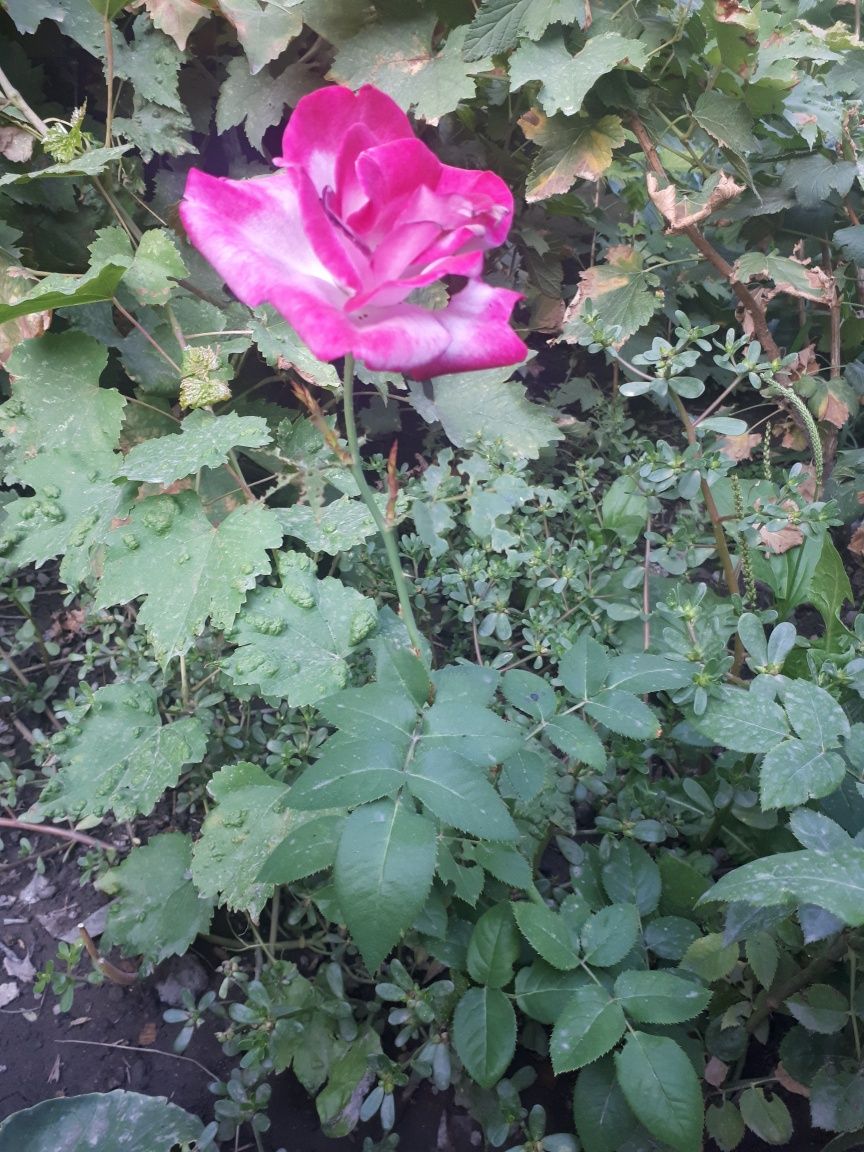Пион розовый. Розы вьющиеся ,кустовые