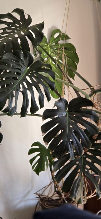 Planta decorativa cu frunze verzi Monstera Deliciosa  ( Filodendron )