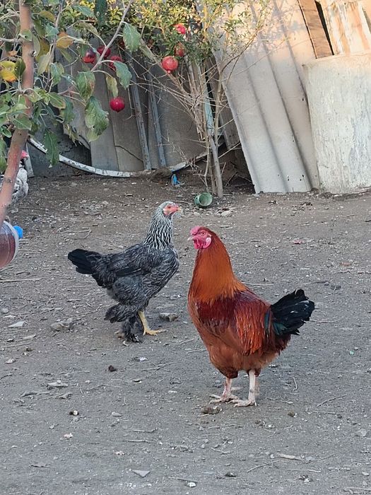 Хуроз Петух хурозлар