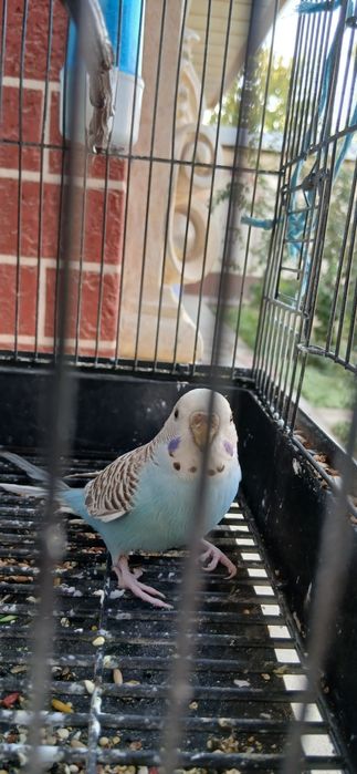 Toʻti 4-5 oylik qizbolasi