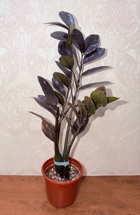 Замиокулькас, комнатные растения, комнатные цветы