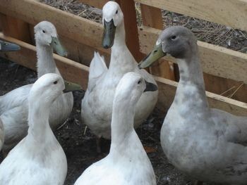 Утиные яйца | O'rdak tuxumlari