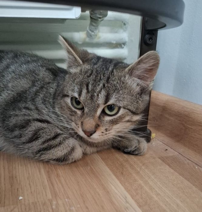 Pisica pentru adoptie.