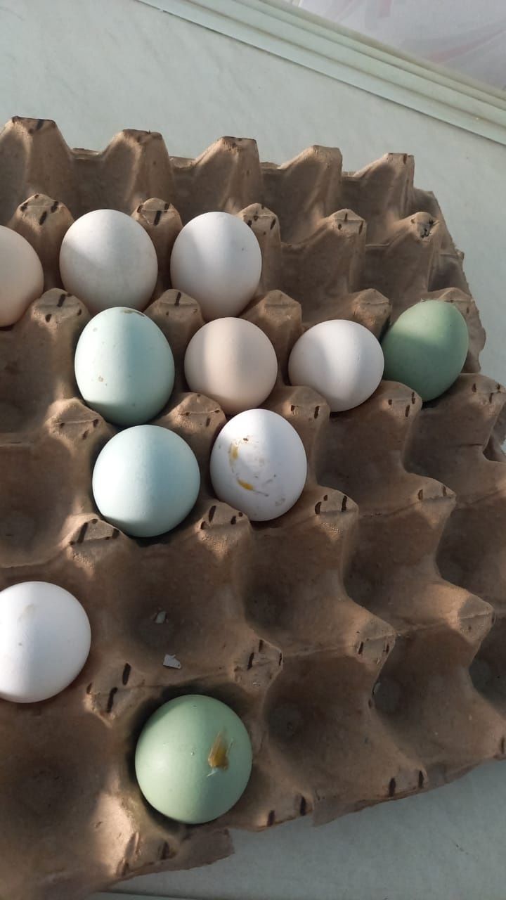 Яйца цесаркий и Куриный  Индоутки