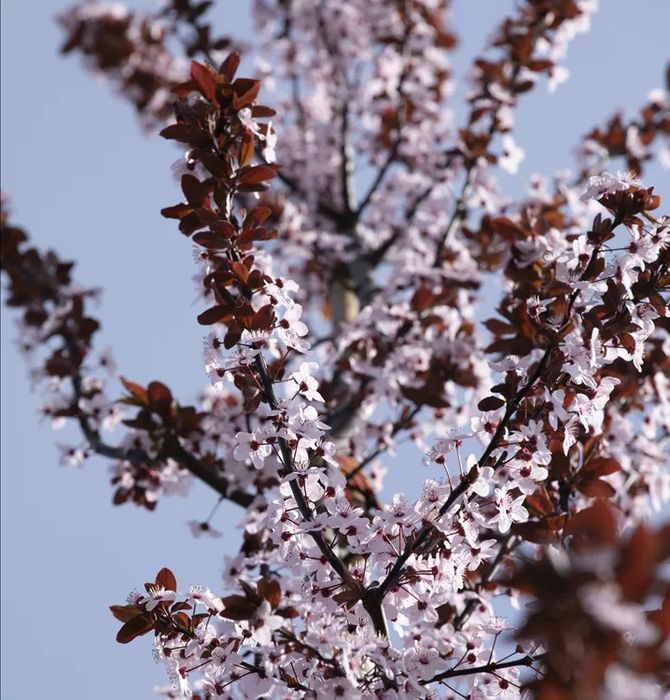 Prunus cerasifera nigra