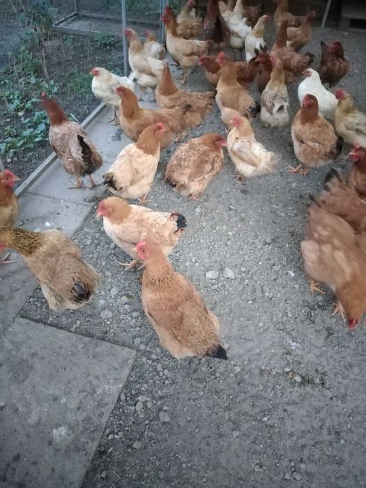 Vand 10 gaini de casa