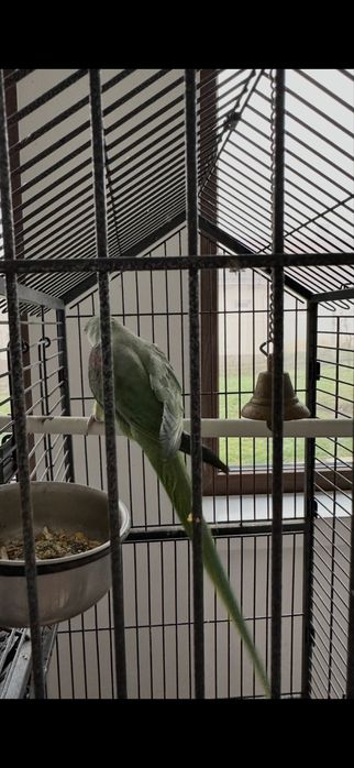 Papagal Marele Alexandru