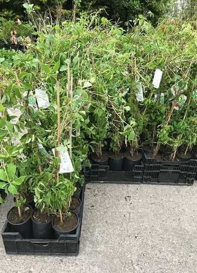 Vita de Canada (Parthenocissus quinquefolia) oferta 100 buc