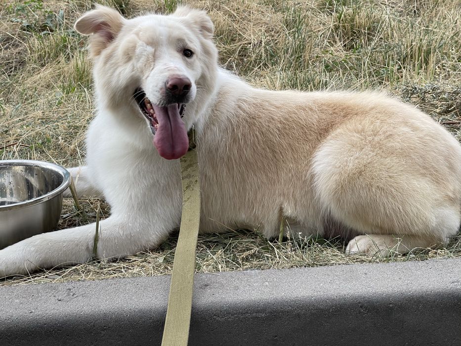 Отдам в добрые руки