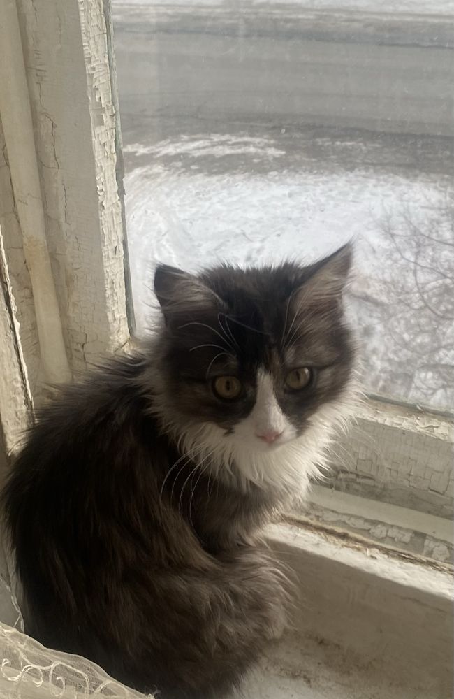 мышелов  Котики мальчики и девочки
