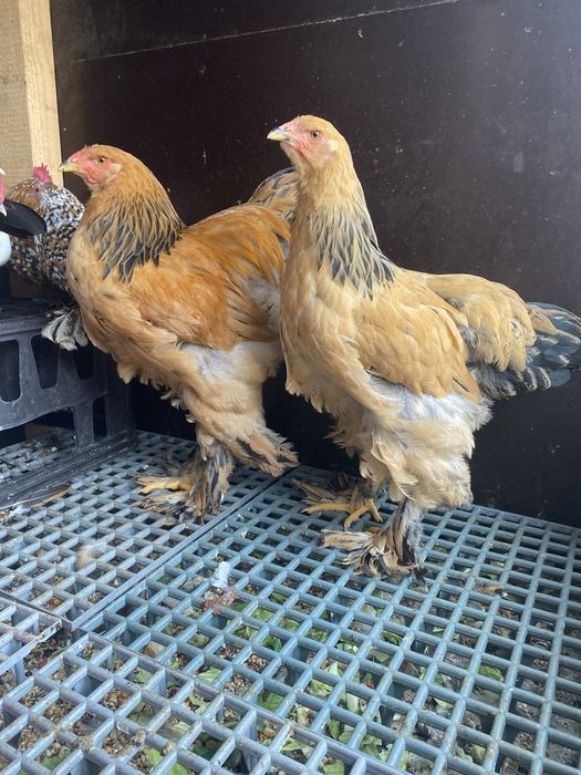 Gaini brahma, mii de flori portelan, mii de flori lavanda
