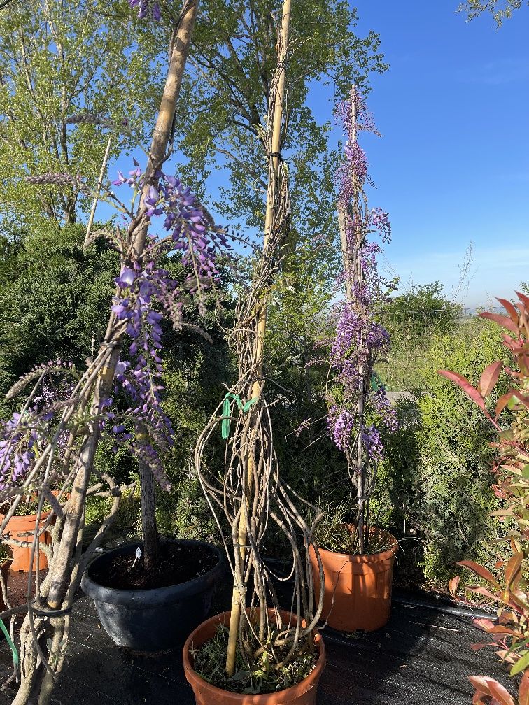 Plante ornamentale aclimatizate