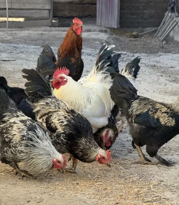 Продаются петухи срочно
