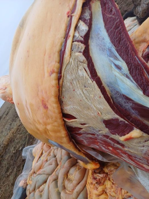 Жылкы ети сатылады бармак казысымен тутас немесе жартысы