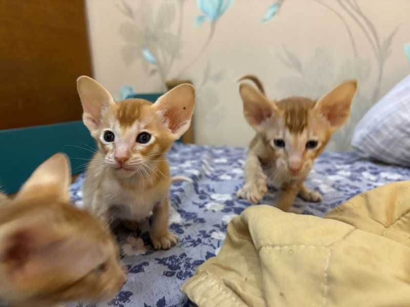 Продам котят Ориеталы