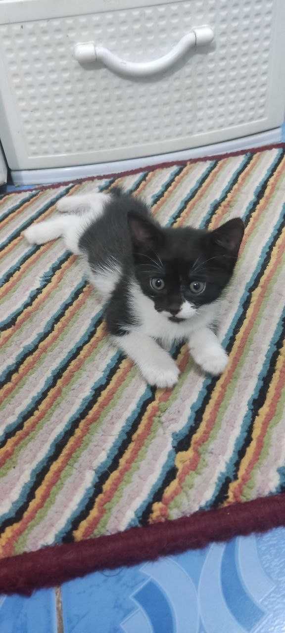 Котята, домашние красивые котята.