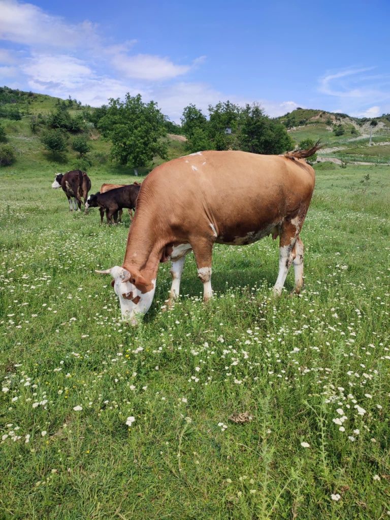 Vaci rasa baltata românească