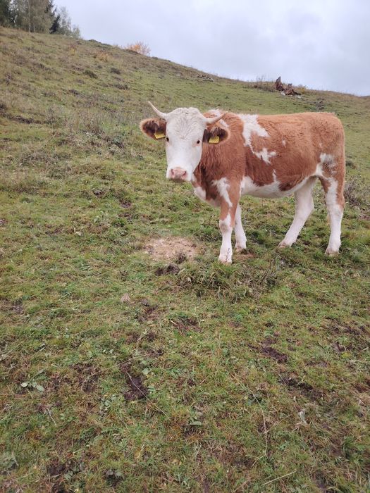 Vaci de vânzare  muntele rece cluj