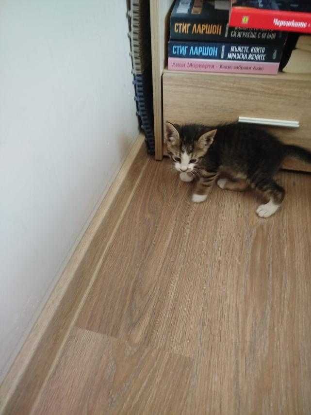 Подарям мъжко   котенце.