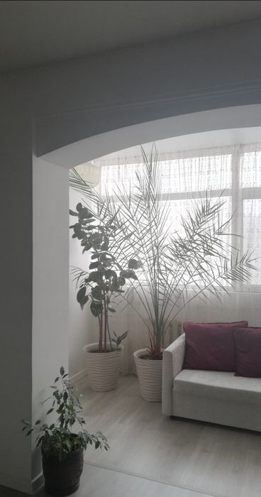 Пальма финиковая