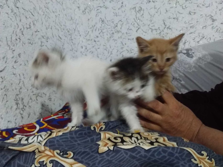 Mushuklar hadya qilinadi