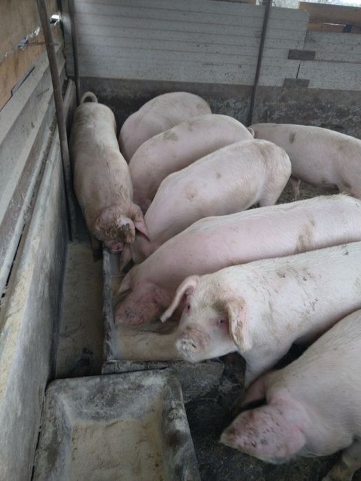 Продавам прасета