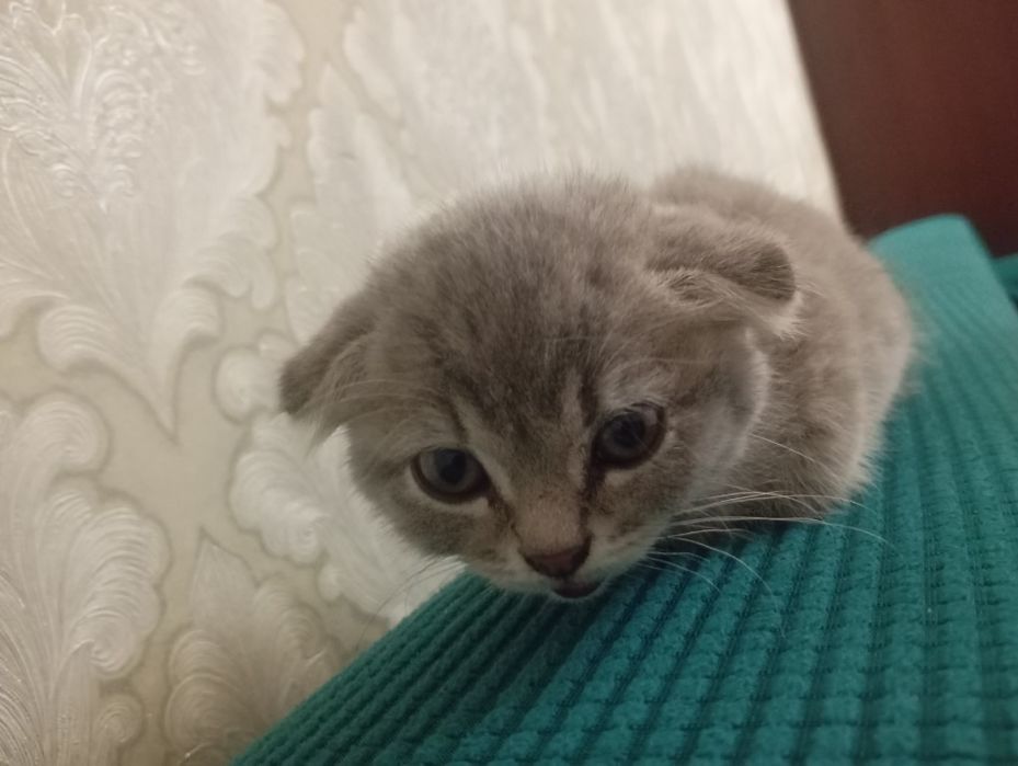 Шотландский вислоухий котёнок