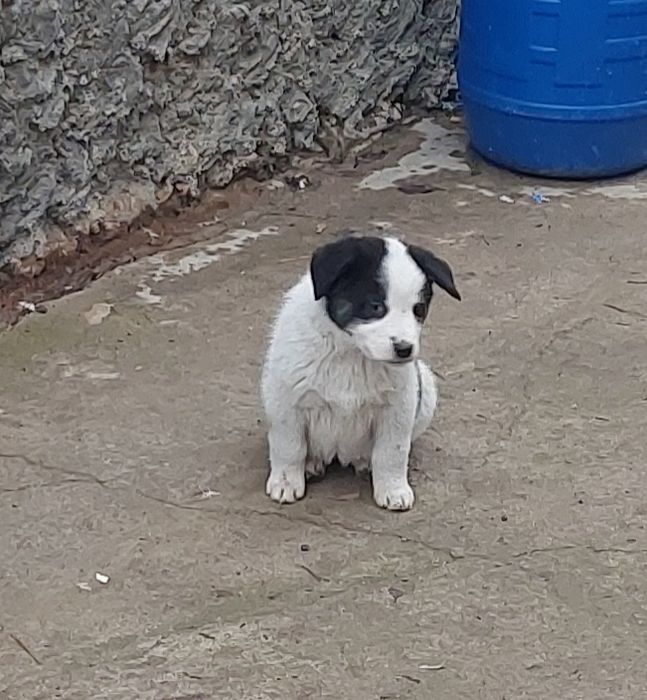 Раздача щенков, полу алабаев.