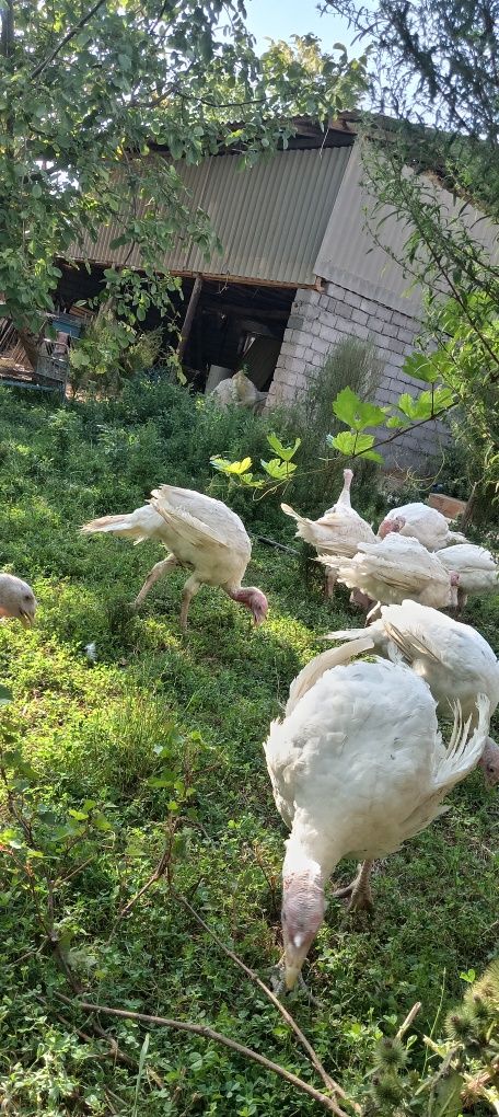 Big 6 kurkalari bor sotiladgon kere bosa tel qilylar kilosi 10 kilo