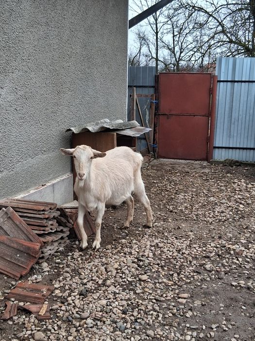 Vând 2 capre și un țap