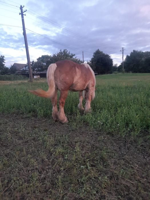 Vand iapa harmasar si vaca