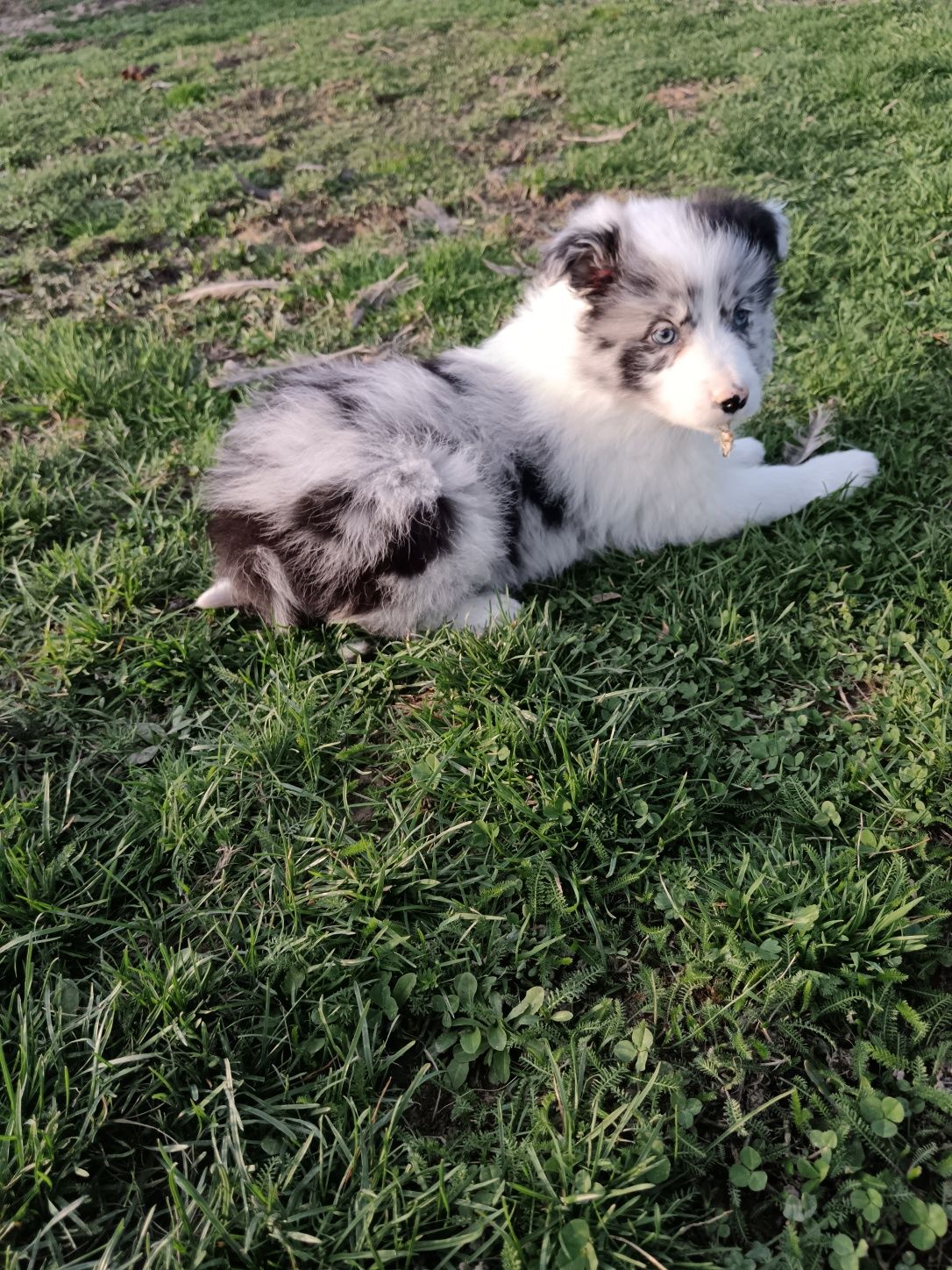 Border collie puiuți