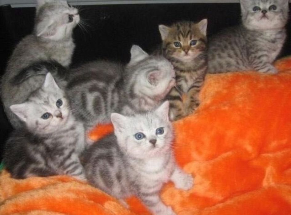 Скоттиш Котята Шотландские