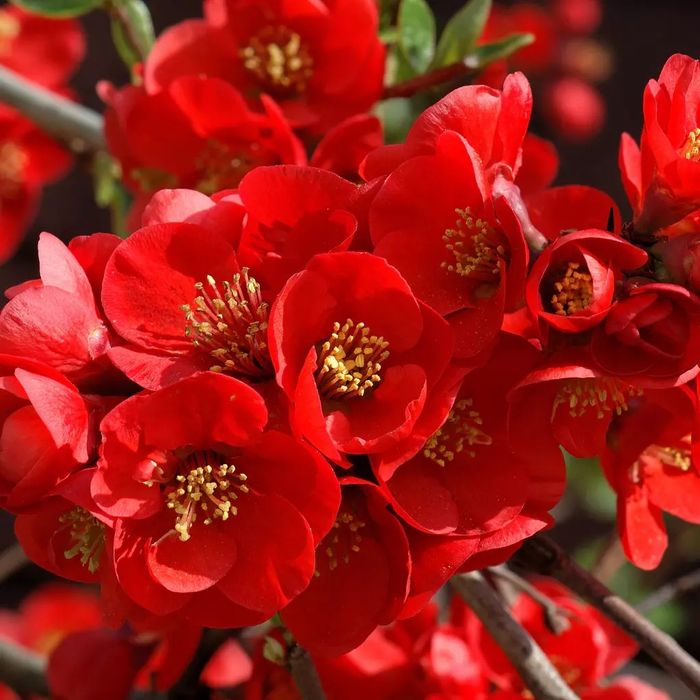 Pomi Ornamentali (Gutui Japonez )