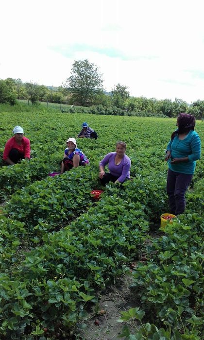 Stoloni căpșuni și drajoni zmeură