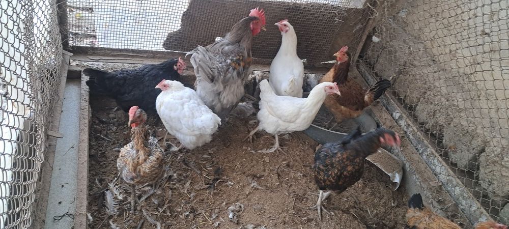 Курица петух  дом