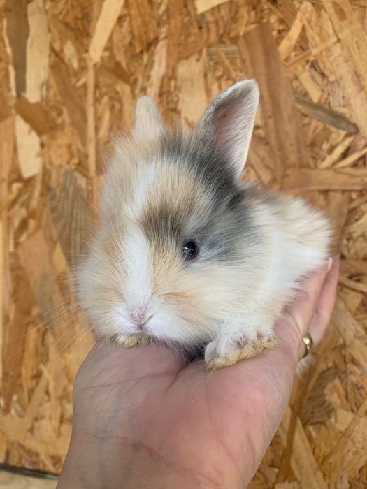 Iepuri angora,cap de leu pitici și  talie mare între 5 săpt și 11 luni