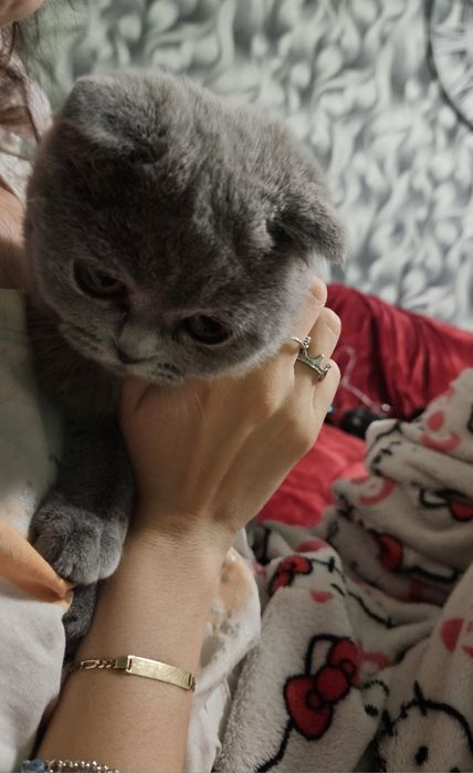 Fetita scottish fold blue