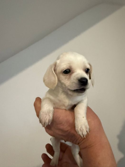 Donez 10 pui pichinezi din doua femele pichineze