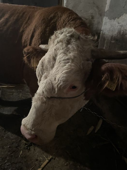 Vaca baltata romaneasca