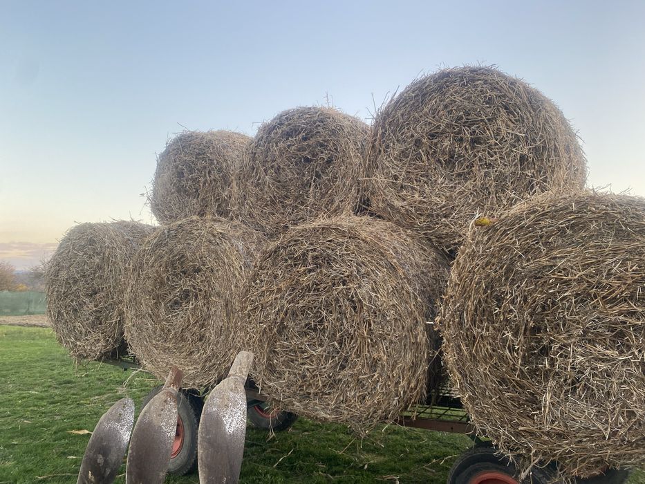 Vând baloți paie ovăz