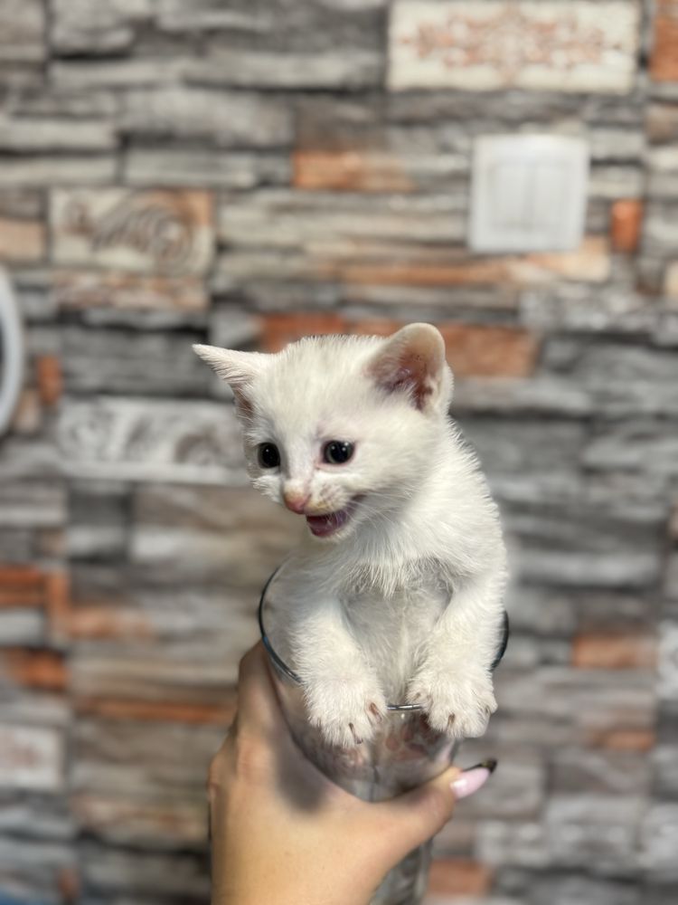 Белые котята мышеловы