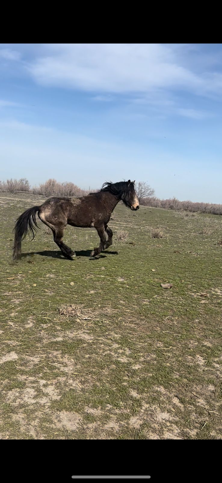 АЙГЫР КУШУН аралас 550000