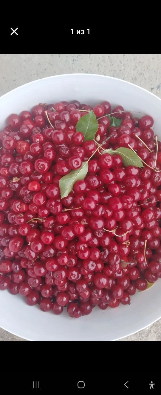 Продам вишню не дорого