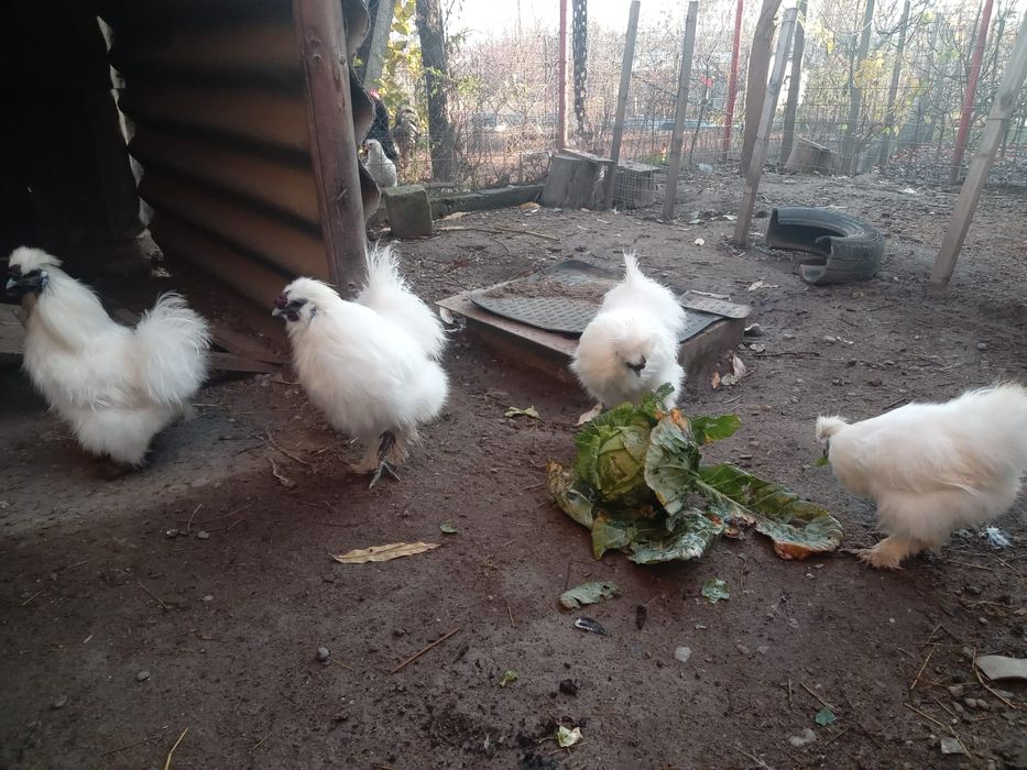 De vânzare Cocosi de mătase japoneza și Australop